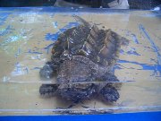 690  alligator snapper turtle.JPG